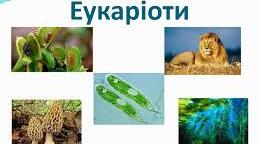 Еукаріоти. Гриби