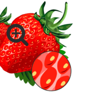 0900ivnv-12ec-245x266.png