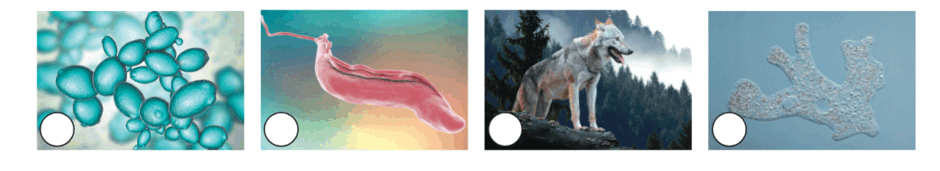0900j2wa-5f11-940x171.png