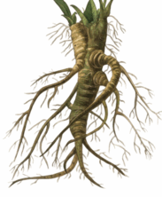 0900j6n2-c535-183x222.png