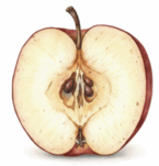 0900j6rw-ea7e-145x151.png