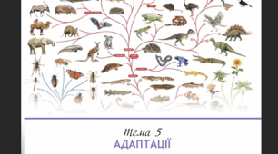 Адаптації