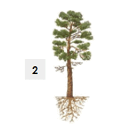 0900jbc2-aa12-475x448.png