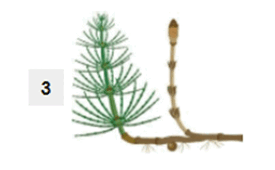 0900jbcc-7e87-544x337.png