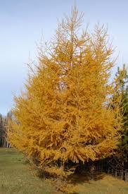 Модрина європейська, Larix decidua фото ціна купити Київ Модрина європейська хвойне дерево посадка догляд