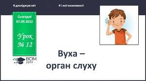  Вуха - орган слуху