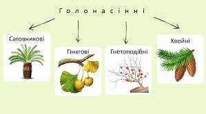 Будова, різноманітність та значення голонасінних