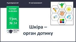 Шкіра - орган дотику.
