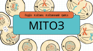 Поділ клітин. Клітинний цикл. Мітоз