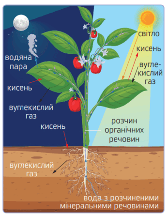 0900kjf3-74f6-347x446.png