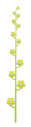0900kkxh-cfcc-124x499.png