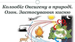 Озон. Колообіги кисню та Оксигену в природі. Біологічна роль і застосування кисню.