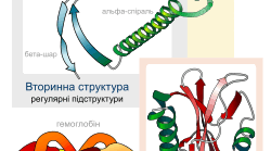 конспект STEM-уроку "Білки. Їх роль в організмі людини"