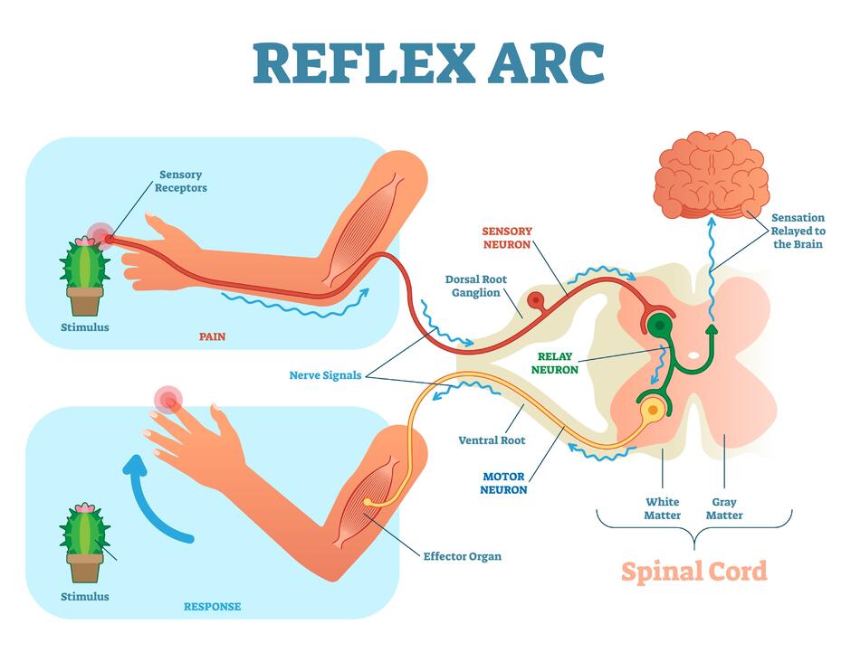 Зображення: reflex arc