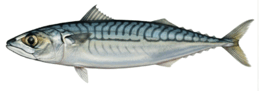 0900kyhg-0478-259x91.png