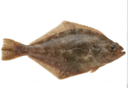 0900kyik-9787-180x124.png