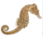 0900kyjm-bc15-146x125.png