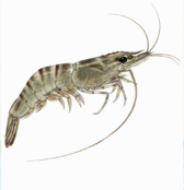 0900kylu-98ab-168x174.png