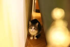 Portrait of cat hiding behind sofa at home | Premium Photo