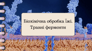 Біохімічна обробка їжі. Травні ферменти