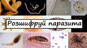 Паразитизм "Розшифруй паразита"️