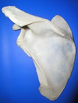 0900lljb-9d5c-250x330.jpg
