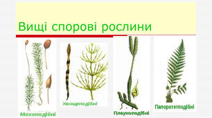 7 клас НУШ з теми: Практична робота №2: “Порівняння будови різних представників вищих спорових рослин” 