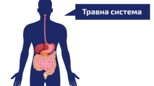 8 клас. НУШ. Біологія. Тема 4. Травна система. Процеси метаболізму.
