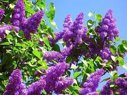 0900lw33-8975-256x192.jpg