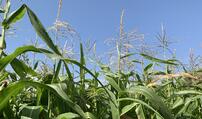 0900lw4r-f931-202x119.jpg