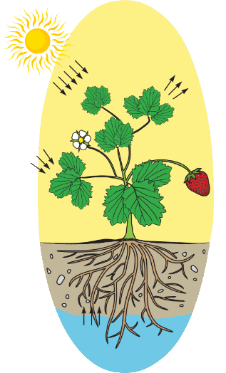 0900m2rl-290c-317x524.png