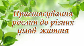 Пристосування квіткових рослин до різних умов життя