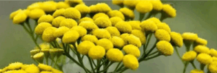 0900mkbi-0959-315x106.png