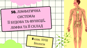 Презентація до уроку «§50. Лімфатична система: її будова та склад»  8клас  НУШ