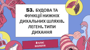 Презентація до уроку «§53. Будова і функції нижніх дихальних шляхів. Легені. Типи дихання»  8клас НУШ