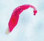 0900myhr-4d44-151x142.png