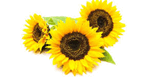 0900n0tb-d501-141x79.png