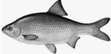 0900n0tp-d6a8-157x77.png