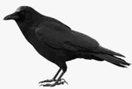 0900n0tt-f0c4-132x89.png