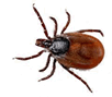 0900n0vq-4161-102x89.png