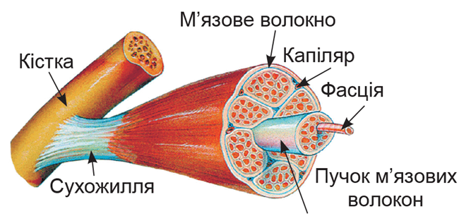 0900n6aw-fef7-667x306.png