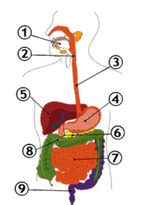 0900n843-a655-300x430.png