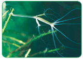 0900n903-8e03-172x123.png