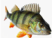 0900n950-97ac-52x38.png
