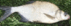 0900n95b-eaea-71x26.png