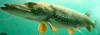 0900n95o-ed71-100x35.png
