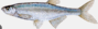 0900n963-ee6c-89x27.png