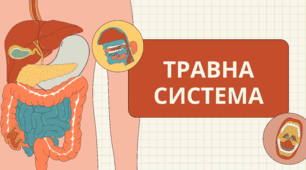 Ментальна карта "Подорож круасана травною системою людини"