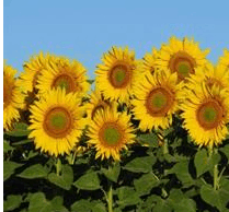 0900nb41-74d7-264x245.png