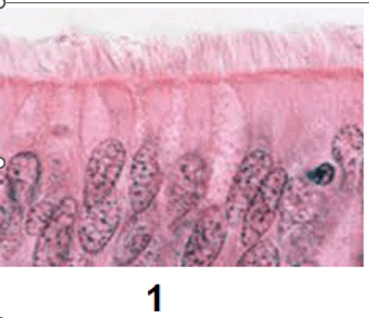 0900nc46-c783-332x286.png